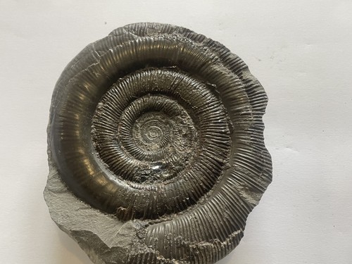 Dactylioceras tenuicostatum