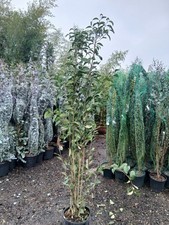 Ligustrum Japonica Privet