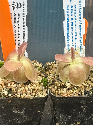 Pinguicula ehlersiae alba - pinguicula,