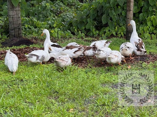Ancona duck hatching - 12,