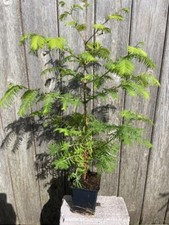 Dawn redwood tree - dawn,