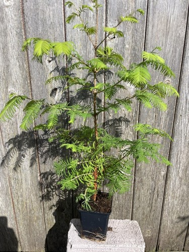 Dawn redwood tree - redwood,