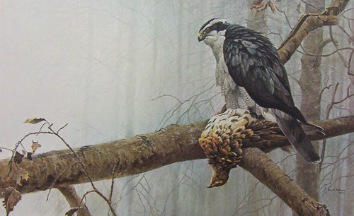 Robert bateman goshawk - robert,