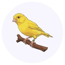 Beautiful yellow canary - x, 'beautiful