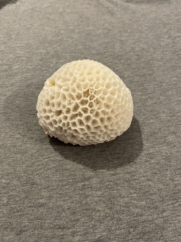 White brain coral