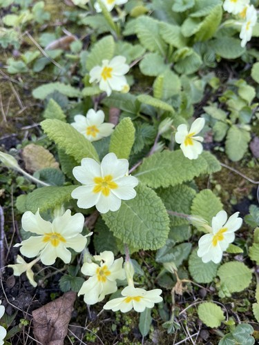Primula vulgaris bare - , root