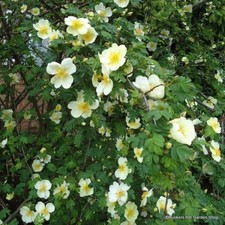 Canary Bird - Shrub Rose FREE NATIONWIDE DELIVERY