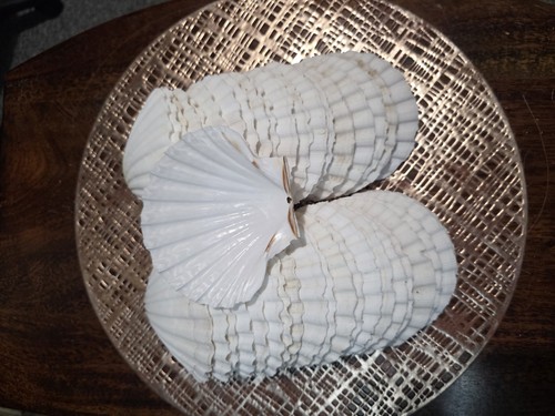 Scallop shells 10cm 11cm - shells, pack