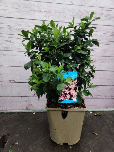 Escallonia pink elle 4 5 - pink, 4.5