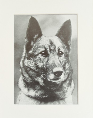 Elkhound dog print - dog, 1930s