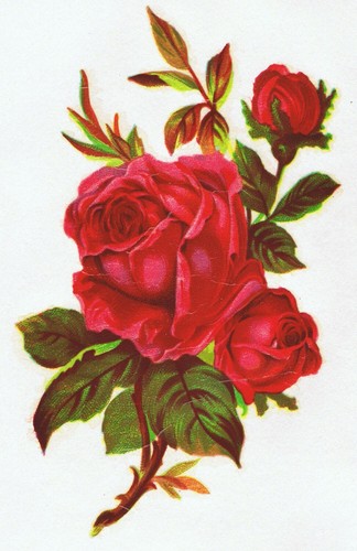 Red rose victorian design - victorian,