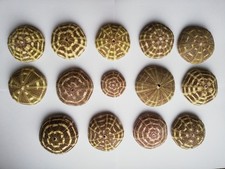 Alfonso Sea Urchin Shells ( 14 )