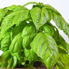 50 Italian Giant Sweet Basil Seeds Grow Your Own Kitchen Herbs Indoors Outdoors