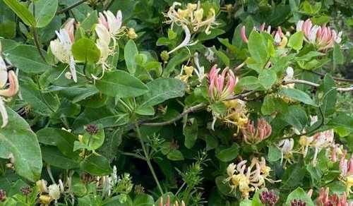 Honeysuckle serotina plant - 'serotina',