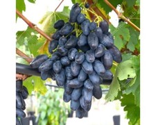 REMBO Table Grape Vine -  3