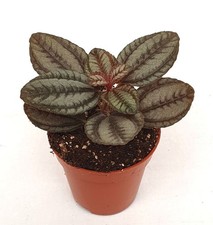 Pilea 'Norfolk' tropical