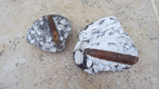 Belemnite rock fossil - belemnite,