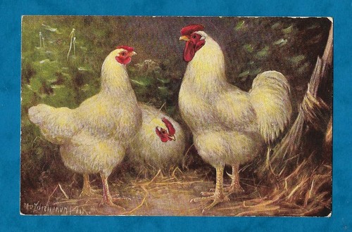 C1910s white wyandotte hens - c1910s,