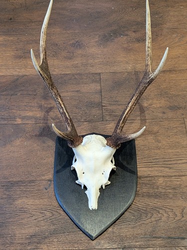 Mounted taxidermy sika deer - sika,