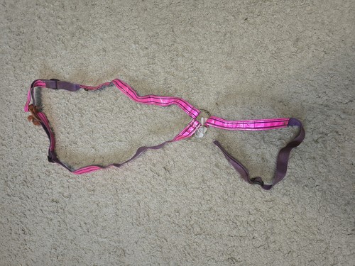 Horse equestrian equine pony - equestrian,