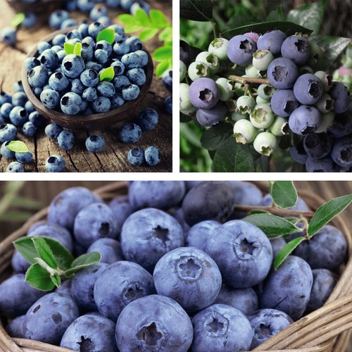 Blueberry fruit plants - blueberry,