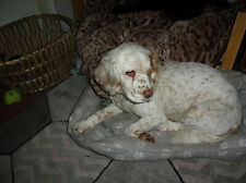 Please Will You Sponsor a Dog to Help These Animals?