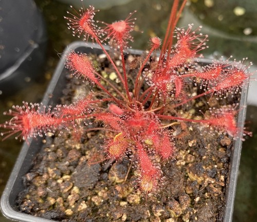 Drosera affinis sundew - sundew,