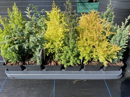 Mixed selection dwarf - of,