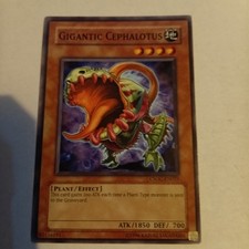 Gigantic Cephalotus CSOC-EN025