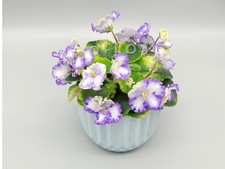 Indoor blooming Plant|African