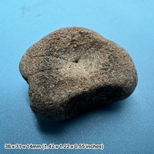 Ichthyosaur vertebra fossil - ichthyosaur,