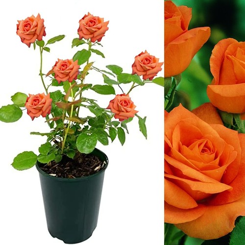 Rose bush orange - bush,