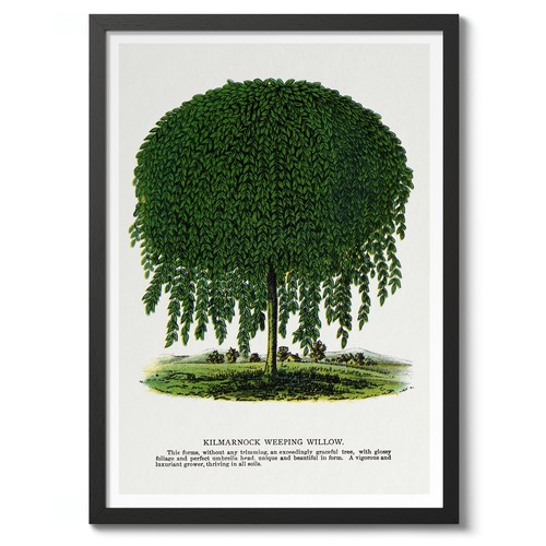 Kilmarnock weeping willow - kilmarnock,