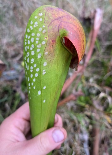 Sarracenia ookefenokensis - sarracenia,