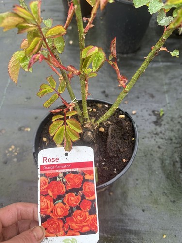 Potted rose orange sensation - potted, sensation'