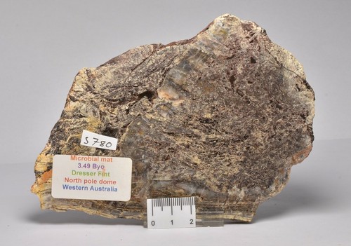 Microbial mat dresser - mat,, fmt