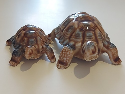 Wade tortoise need of - tortoise,