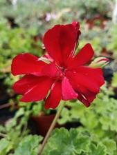 Pelargonium 'Tango Orange' BRITISH GROWN-ideal SCENTED leaf plants for Christmas