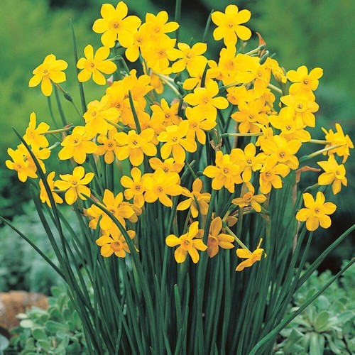 Mini daffodil baby moon - daffodil, 'baby