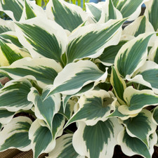 Hosta Wide Brim Plantain Lily