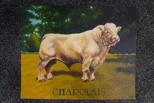 ORIGINAL OIL PAINTING ON BOARD CHAROLAIS BULL CATTLE LIVESTOCK FARMING UNFRAMED