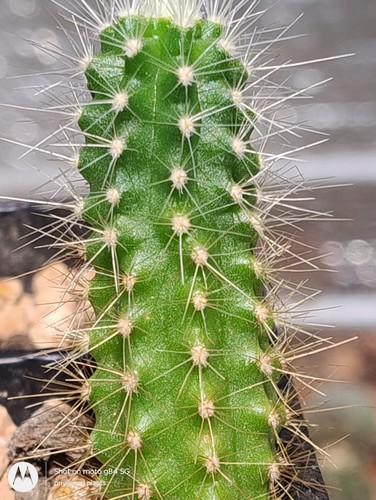 Cactus echinocereus - ,