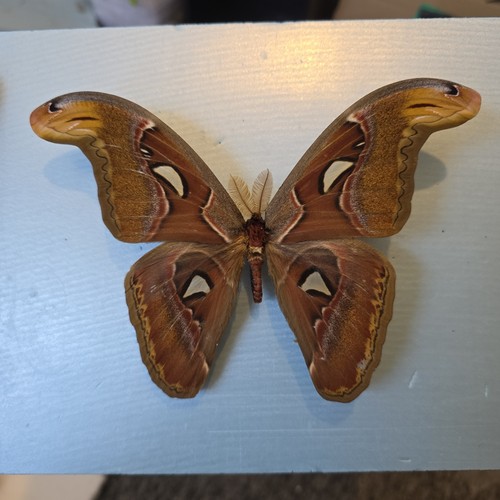 Atlas moth attacus - atlas,