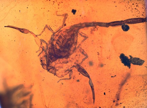Rare scorpion fossil - rare,