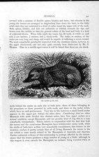 Original Old Antique Print