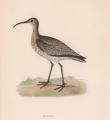 Whimbrel morris british - whimbrel.,
