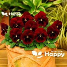 PANSY SWISS GIANT RED CLARET -
