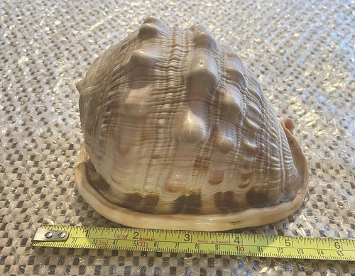 Vintage conch shell - vintage,