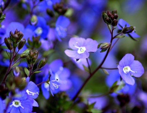 Veronica georgia blue - georgia,