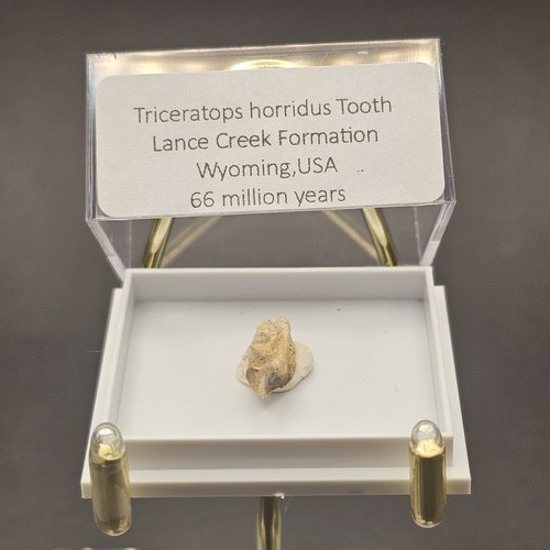 Genuine triceratops tooth - genuine,